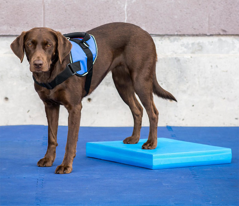 FitPAWS Balance Pad, Blue
